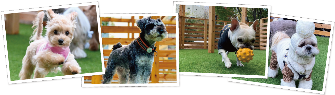 大手町川端緑道ドッグパーク イメージ画像